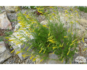 Penstemon pinifolius ‘Mersea Yellow’
