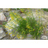 Penstemon pinifolius ‘Mersea Yellow’