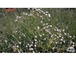 Gypsophila paniculata ‘Festival White’
