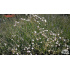 Gypsophila paniculata ‘Festival White’