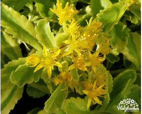 Sedum kamtschaticum ‘Variegatum’