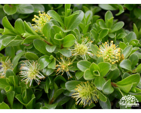 Salix x simulatrix