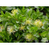 Salix x simulatrix