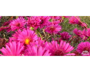 Aster dumosus ‘Jenny’