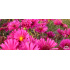 Aster dumosus ‘Jenny’