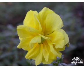 Helianthemum ‘Sulphureum Plenum’