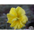Helianthemum ‘Sulphureum Plenum’