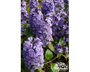 Ajuga reptans