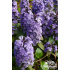 Ajuga reptans