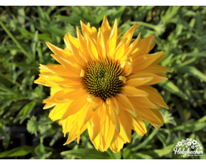Echinacea ‘Daydream’