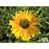 Echinacea ‘Daydream’