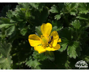 Potentilla megalantha