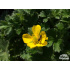 Potentilla megalantha