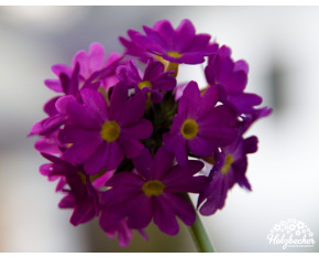 Primula denticulata ‘Prome Deep Rose’