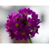 Primula denticulata ‘Prome Deep Rose’
