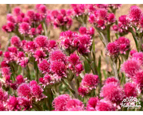 Antennaria dioica ‘Rotes Wunder’
