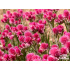 Antennaria dioica ‘Rotes Wunder’