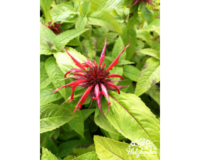 Monarda ‘Squaw’