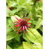 Monarda ‘Squaw’