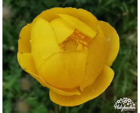 Trollius europaeus