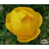 Trollius europaeus