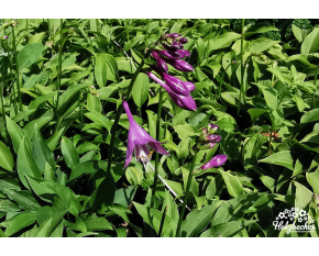 Hosta ‘Gaijin’