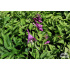 Hosta ‘Gaijin’