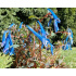Corydalis ‘Blue Heron’