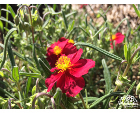 Helianthemum ‘Supreme’