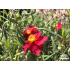 Helianthemum ‘Supreme’