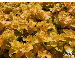 Lysimachia nummularia ‘Aurea’
