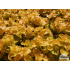 Lysimachia nummularia ‘Aurea’