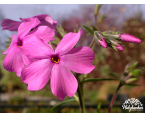 Phlox subulata ‘McDaniel's Cushion’