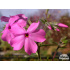 Phlox subulata ‘McDaniel's Cushion’