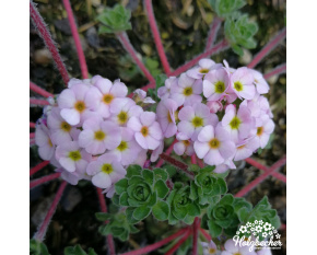 Androsace sempervivoides