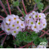 Androsace sempervivoides