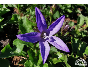 Campanula poscharskyana