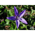 Campanula poscharskyana