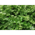 Athyrium filix-femina ‘Frizelliae’