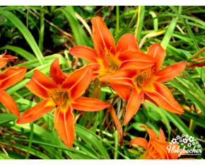 Hemerocallis fulva