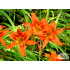 Hemerocallis fulva