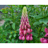 Lupinus polyphyllus ‘Gallery Pink’