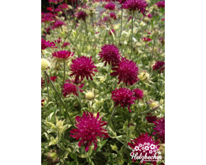 Knautia macedonica ‘Thunder and Lightning’