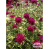 Knautia macedonica ‘Thunder and Lightning’