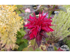 Monarda ‘Fireball’