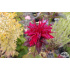 Monarda ‘Fireball’