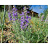 Salvia jurisicii