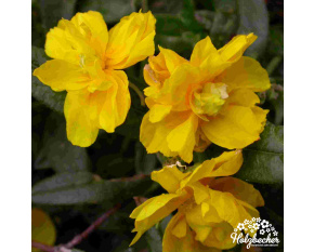 Helianthemum ‘Goldkugel’