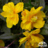Helianthemum ‘Goldkugel’