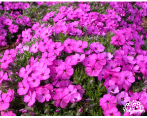Phlox douglasii ‘Red Admiral’